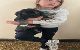 Caucasian Shepherd Dog dogs for sale:  ⭐️Caucasian shepherds⭐️puppies #bears big boned   - Image 34