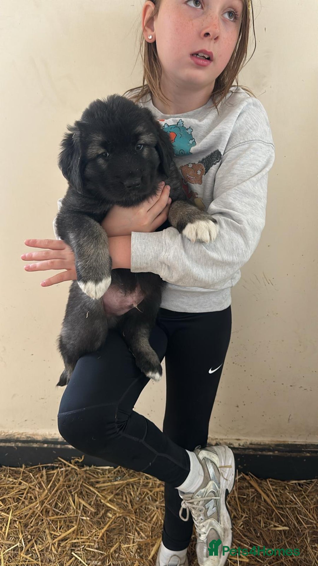 Caucasian Shepherd Dog dogs for sale:  ⭐️Caucasian shepherds⭐️puppies #bears big boned   - Image 34