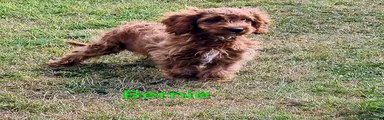 Bernie