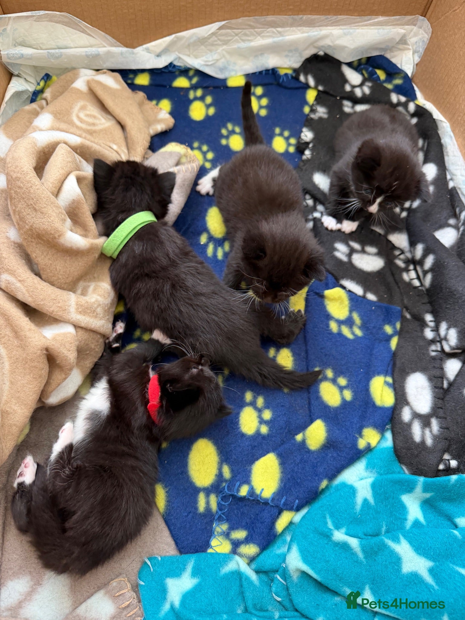 Mixed Breed cats Gorgeous Black & White Kittens – Boys & Girls - Advert 2