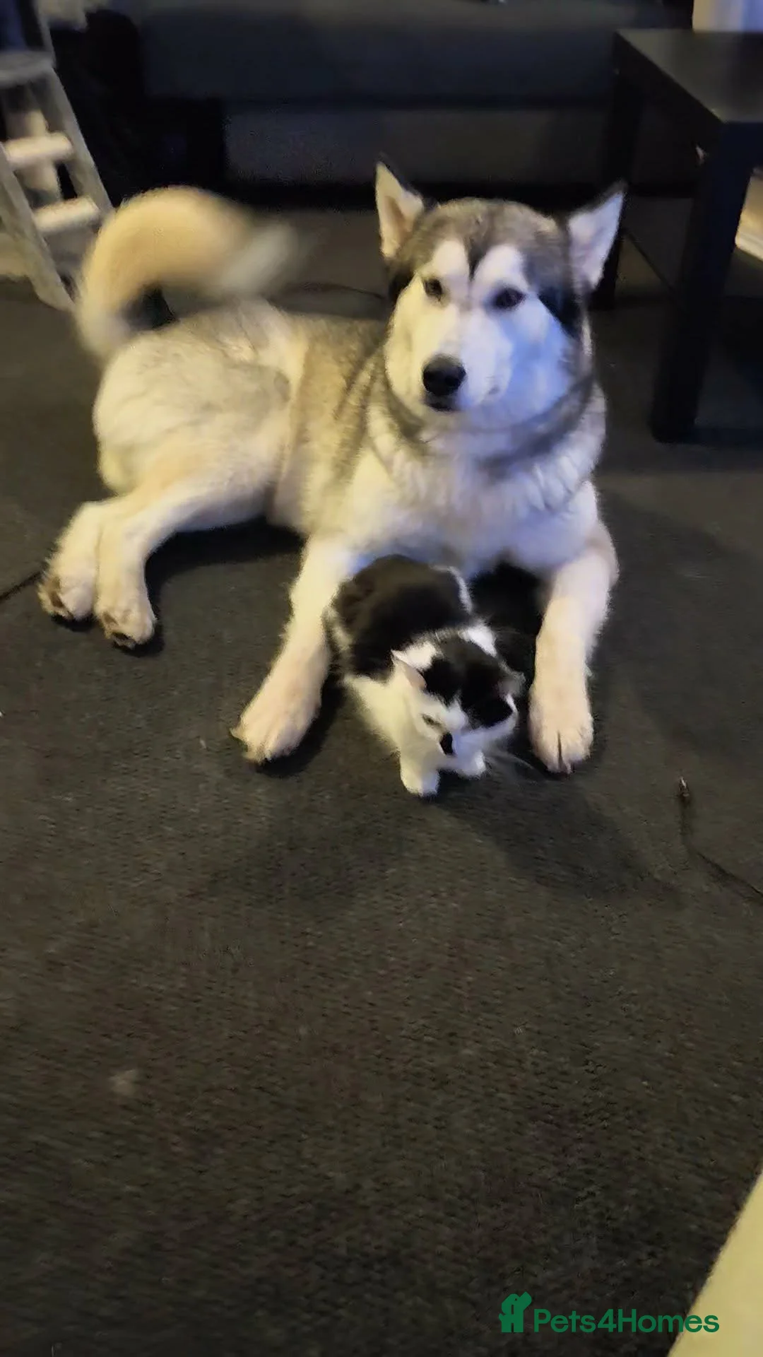 Mixed Breed dogs for sale: Alaskan Malamute – Responsible New Home Needed - Advert 2
