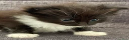 Mixed Breed cats for sale: Cross breed Ragdoll Kittens in Stirling - Advert 4