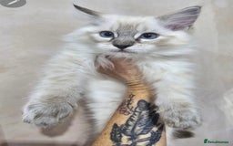 Ragdoll cats for sale: Ragdollkittens health tested gccf/tica parents  - Image 3