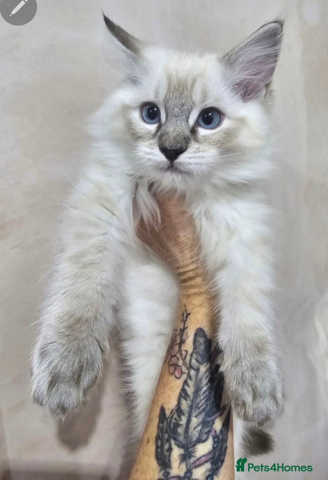 Ragdoll cats for sale: Ragdollkittens health tested gccf/tica parents  - Image 3