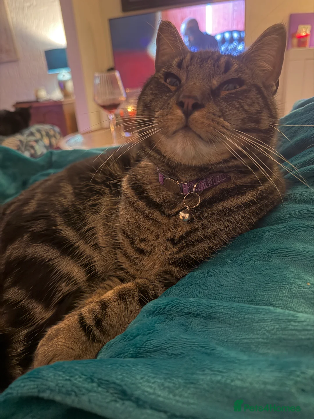 Mixed Breed cats for sale: Mainecoon cross 1 year old boy tabby - Advert 8