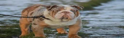 English Bulldog dogs for stud: Heavy set BRITISH BULLDOG - Advert 2