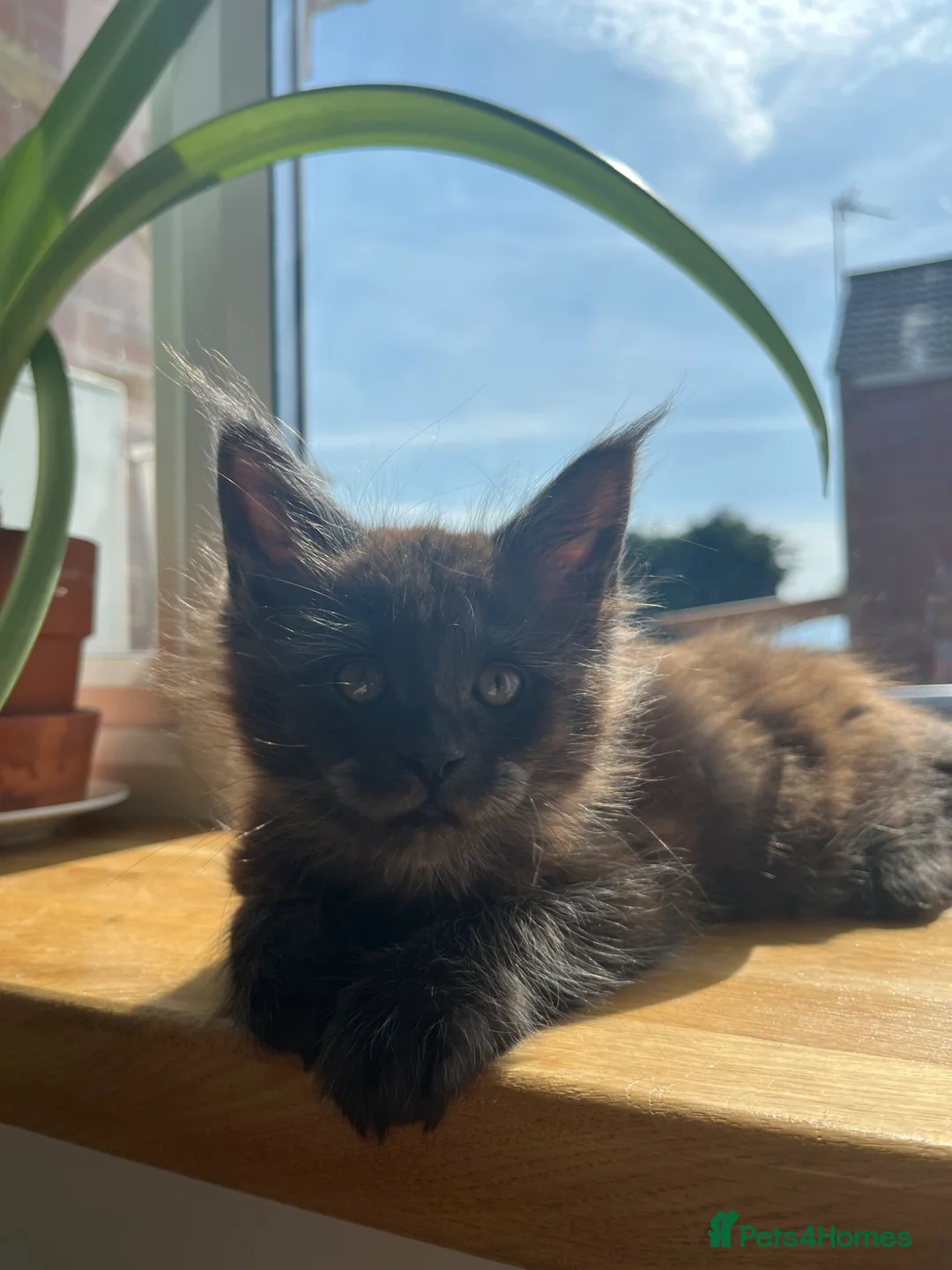 Maine Coon cats for sale: ⭐️Beautiful Maine Coon Kittens⭐️ - Advert 38