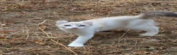 American Curl cats for sale: Beautiful, playful Rare American Curl Kittens - Advert 6