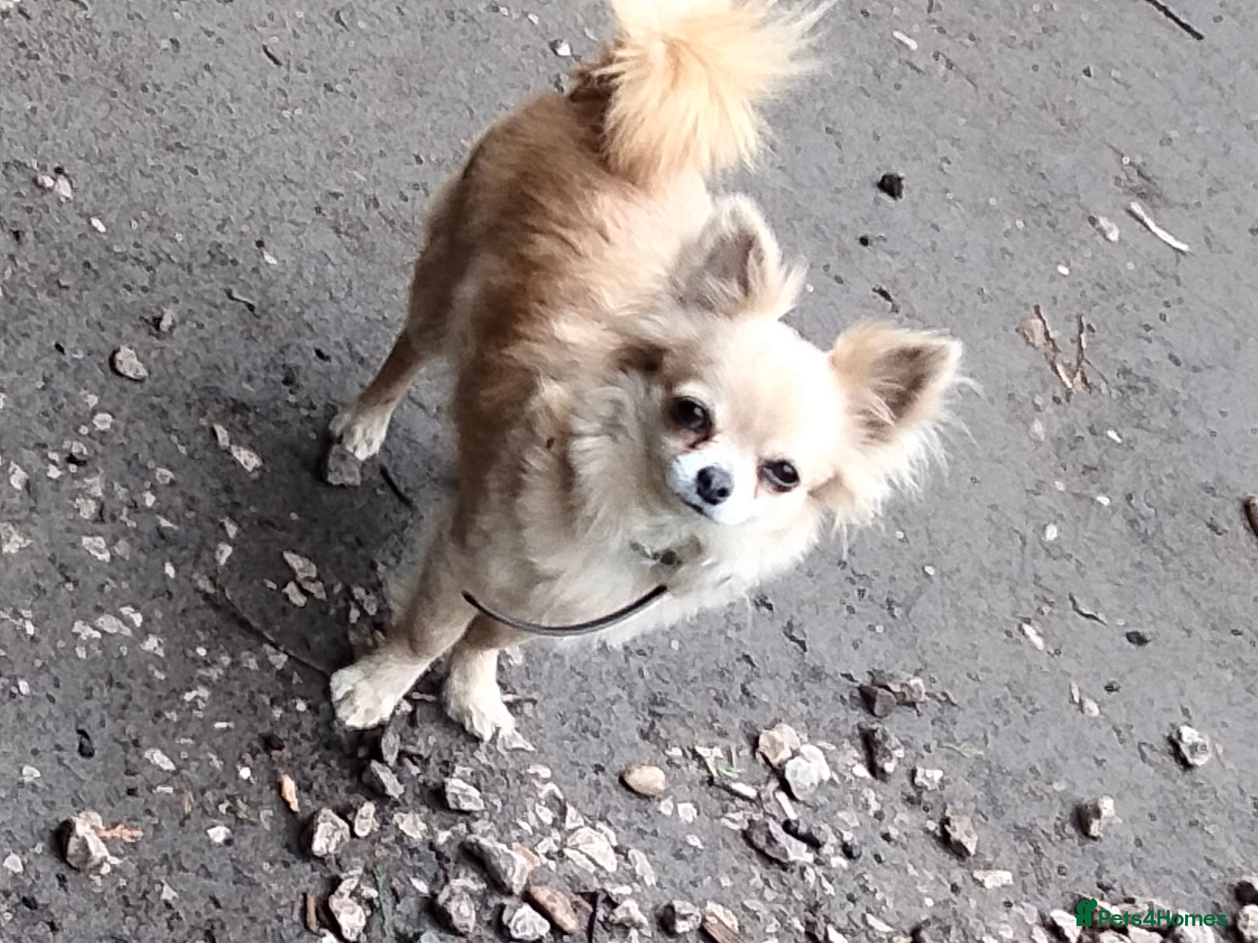 Chihuahua dogs Beautiful tiny little chihuahua girls - Advert 1