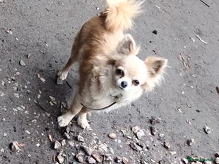 Chihuahua dogs Beautiful tiny little chihuahua girls - Advert 8