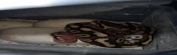 Python Snake reptiles for sale: Baby ball python - Advert 2