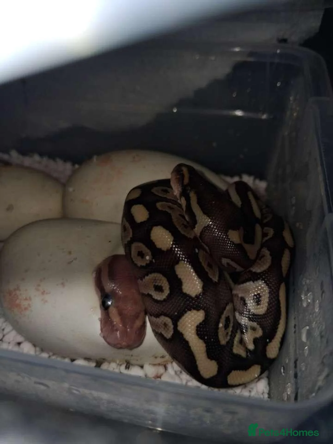Python Snake reptiles for sale: Baby ball python - Advert 2