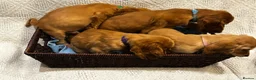 Mixed Breed dogs for sale: America x English Cocker Spaniel Puppies for sale  in Ammanford - Advert 4