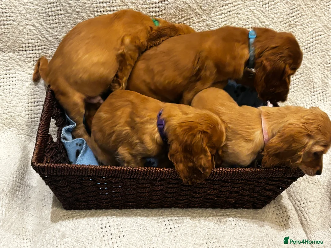 Mixed Breed dogs for sale: America x English Cocker Spaniel Puppies for sale  in Ammanford - Advert 4