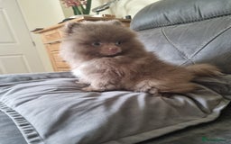 Pomeranian dogs for sale: Kc registered teddy bear pomeranians - Image 13
