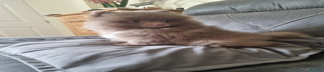 Pomeranian Puppy 5