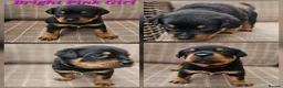 Rottweiler dogs for sale: Champion Bloodline German Rottweiler Puppies - Advert 12