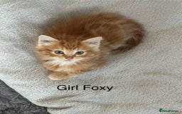 Maine Coon cats for sale: Unique 1/2 Maine Coone Kittens x 4  - Image 2