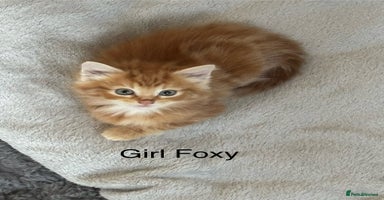Maine Coon cats - Advert 11
