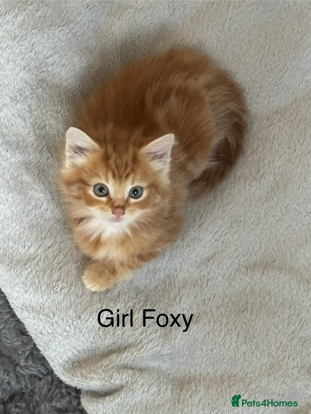 Maine Coon cats for sale: Unique 1/2 Maine Coone Kittens x 4  - Image 2