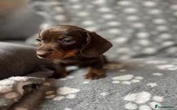 Miniature Dachshund dogs for sale: Miniature Dachshund Puppies  - Image 9
