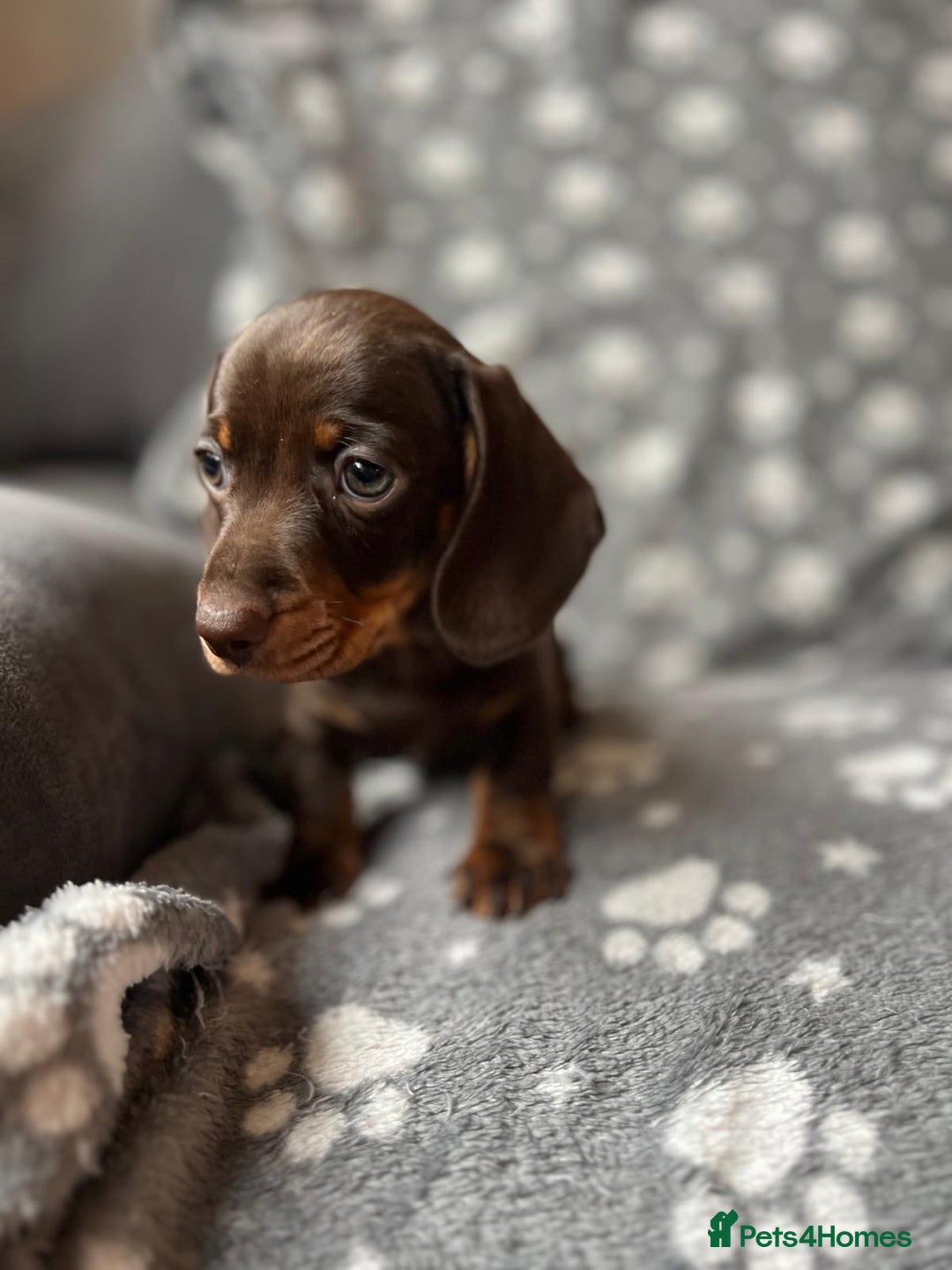 Miniature Dachshund dogs for sale: Miniature Dachshund Puppies  - Image 9