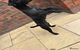 Patterdale Terrier dogs for sale: 2 year old patterdale terrier bitch  - Image 3