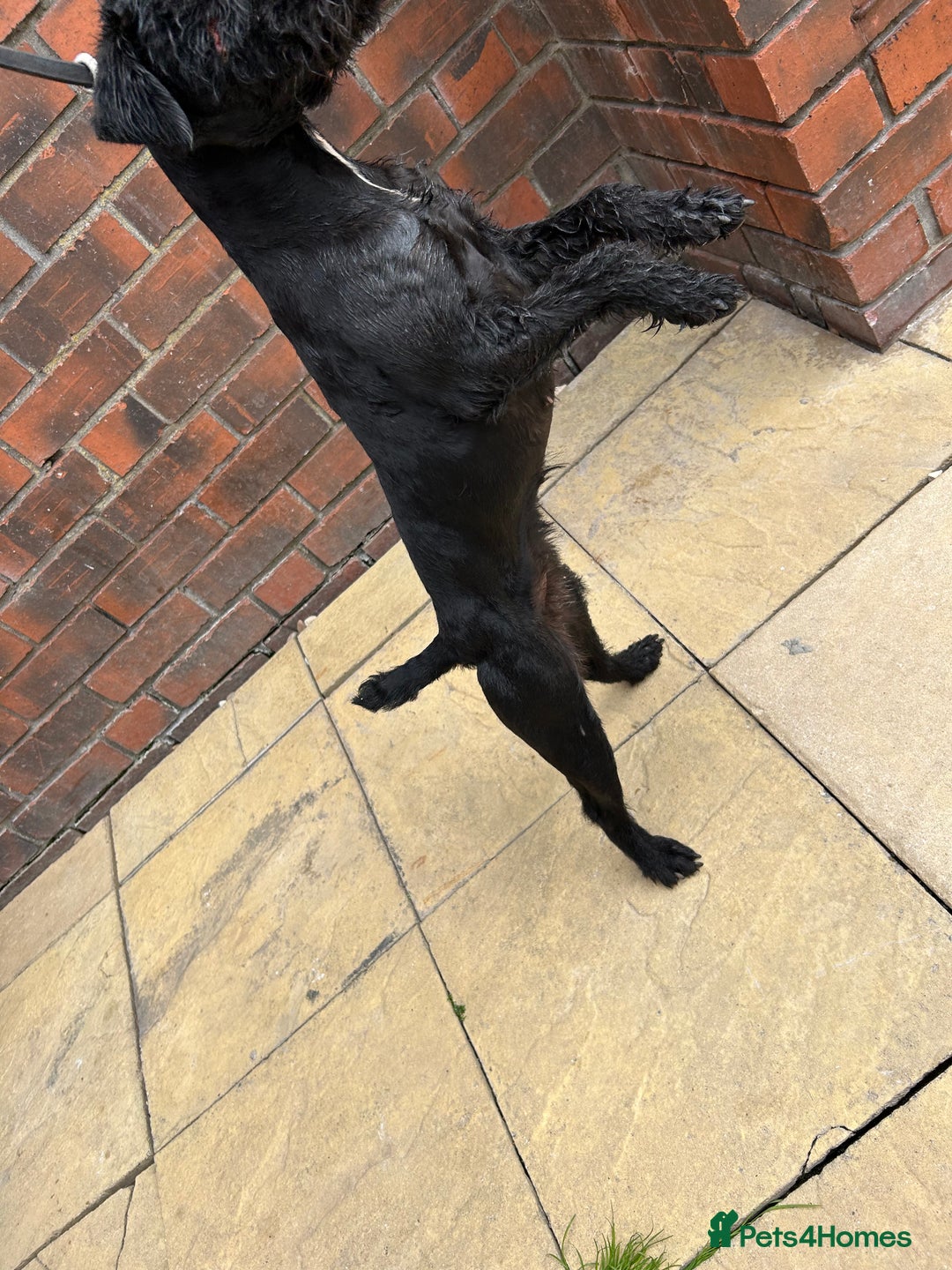 Patterdale Terrier dogs for sale: 2 year old patterdale terrier bitch  - Image 3