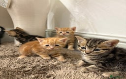 Mixed Breed cats for sale: 5 beautiful kittens for sale !! - Image 4