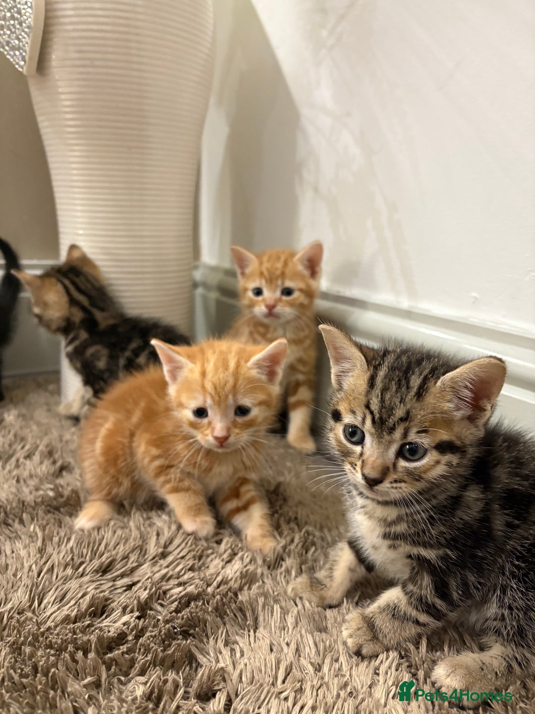 Mixed Breed cats for sale: 5 beautiful kittens for sale !! - Image 4