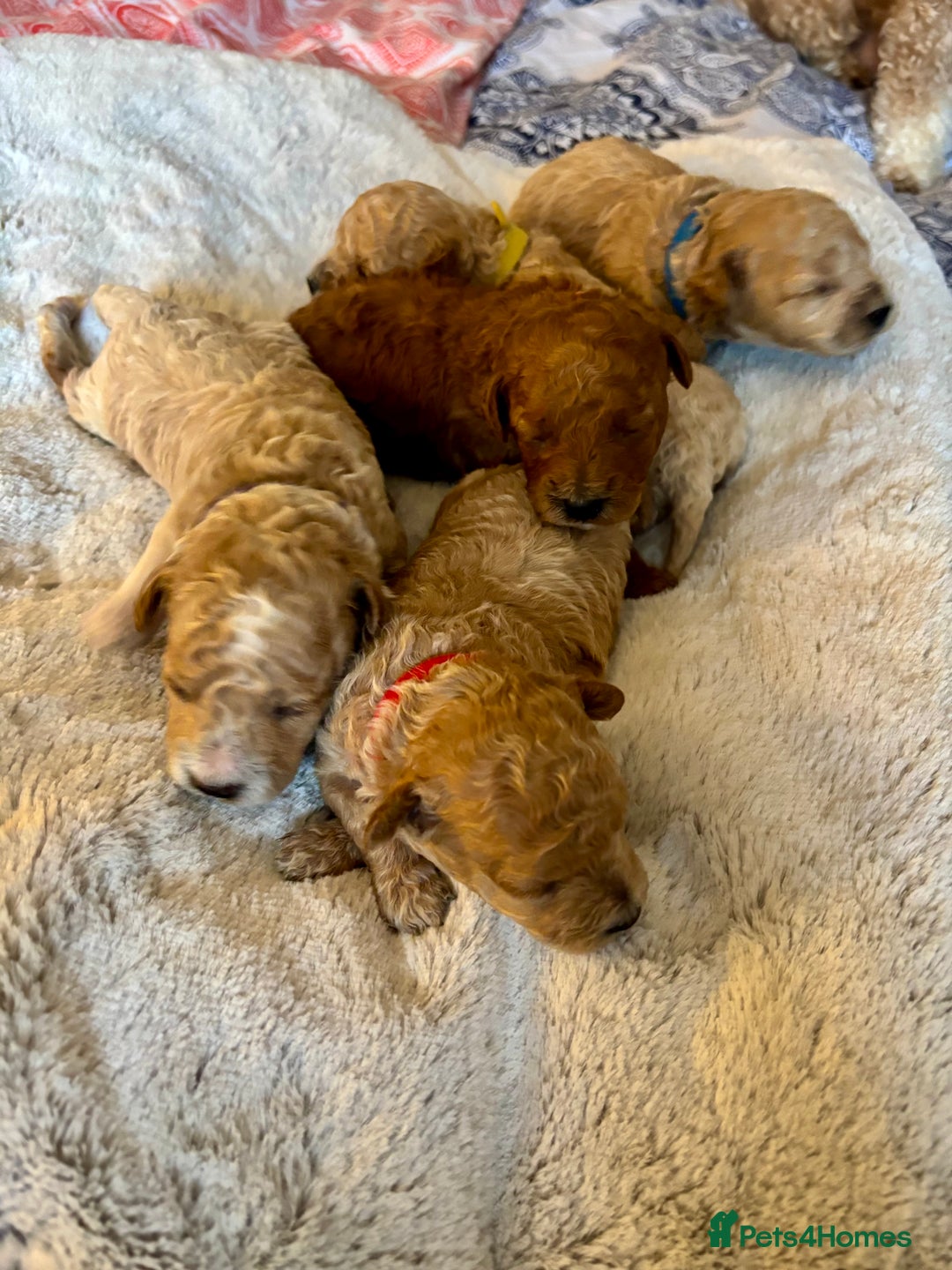 Maltipoo dogs for sale: 🌟Stunning Litter of Teddy🧸DNA tested Maltipoos  - Advert 6