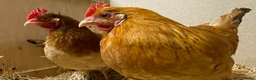 Chickens poultry for sale: Rhode Island Red x Light Sussex POL - Advert 2