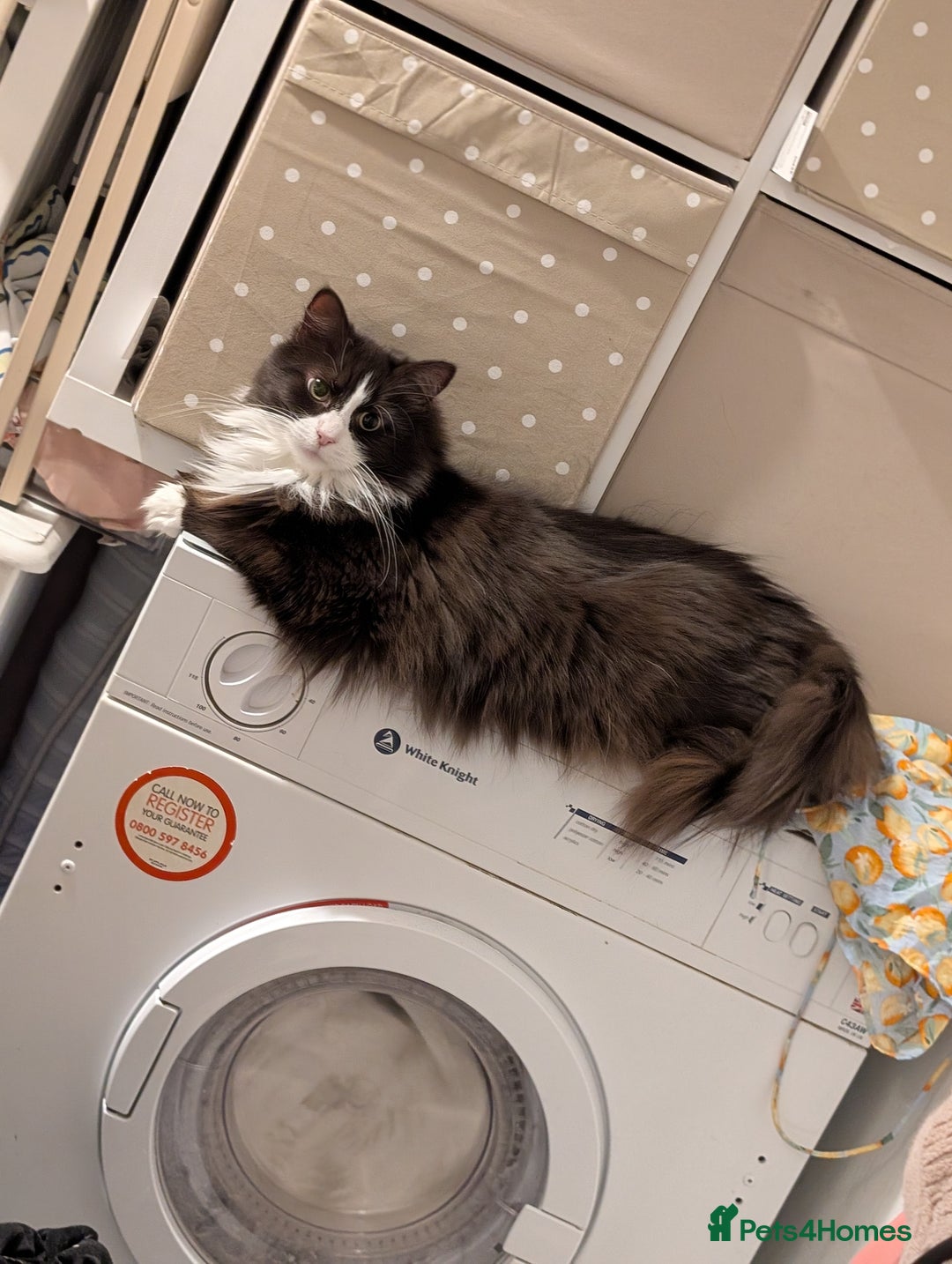 Mixed Breed cats for adoption: Loved family cats in need of a loving home  - Advert 2