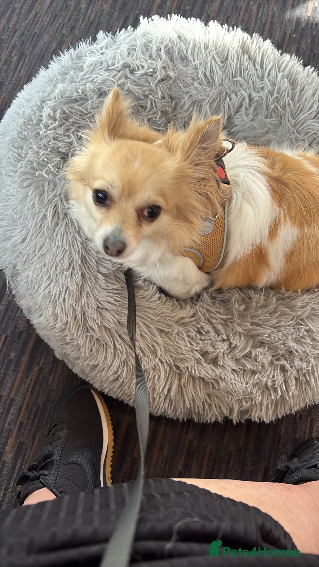 Chihuahua dogs for sale: New home needed  - Advert 9