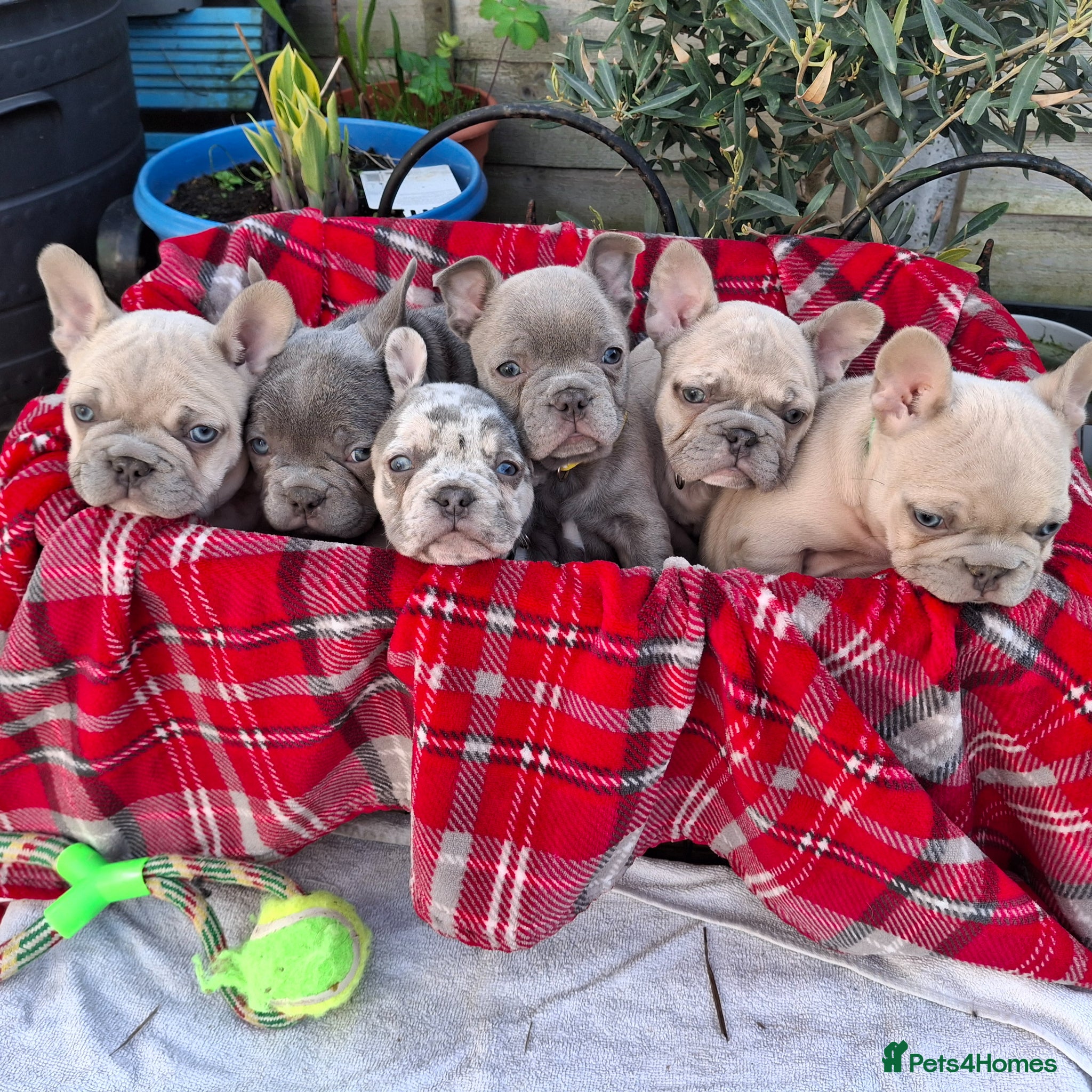 French Bulldog dogs 🏡 Gorgeous french puppies 🐶  - Advert 3