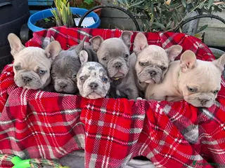 French Bulldog dogs 🏡 Gorgeous french puppies 🐶 - Advert 3