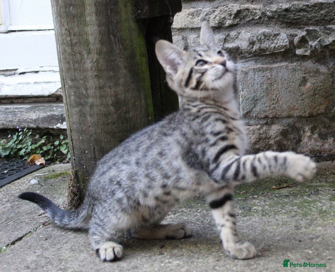Savannah cats for sale: Stunning Savannahx Maine coons - Image 28