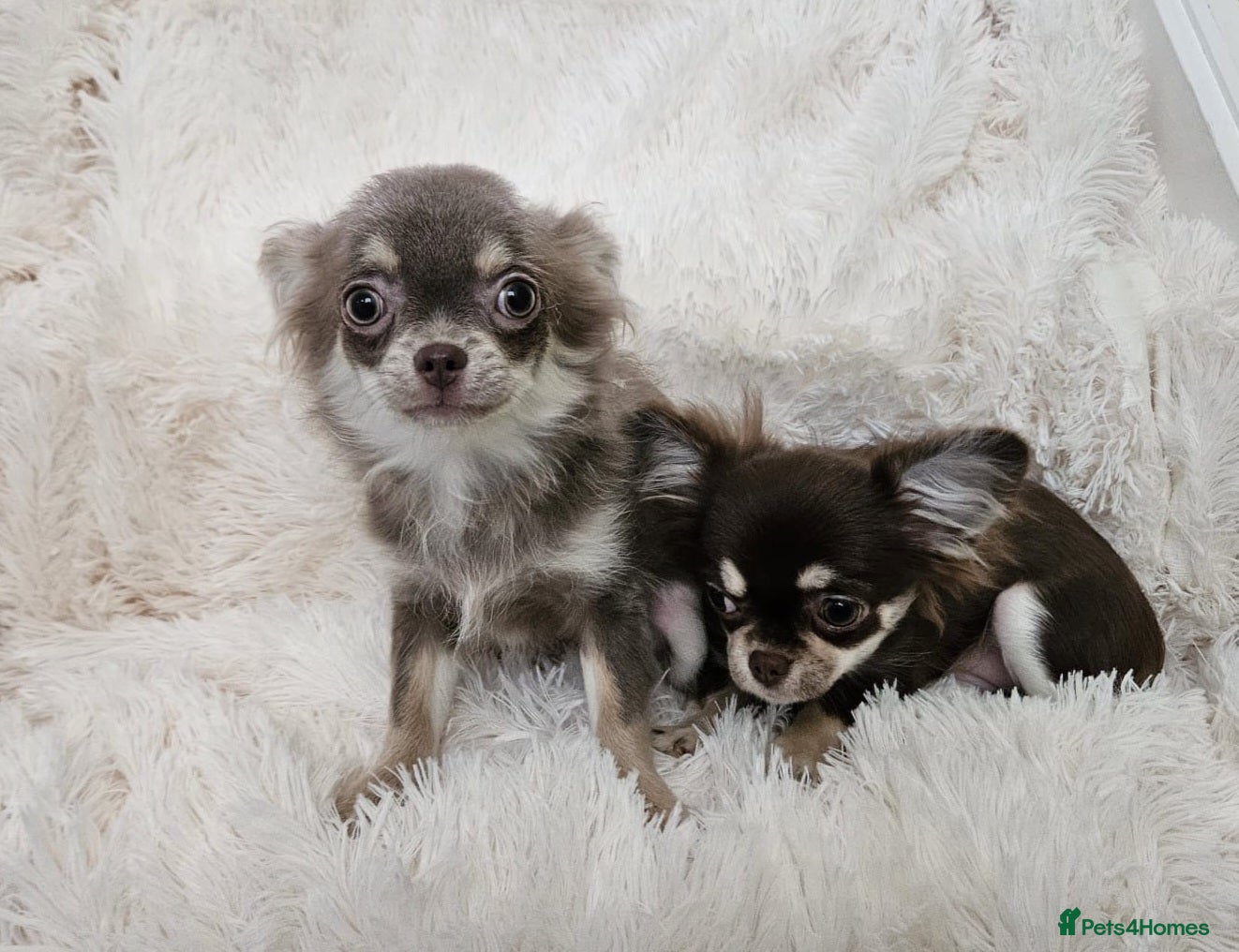 Chihuahua dogs Stunning long coat Russian girls.  - Advert 3
