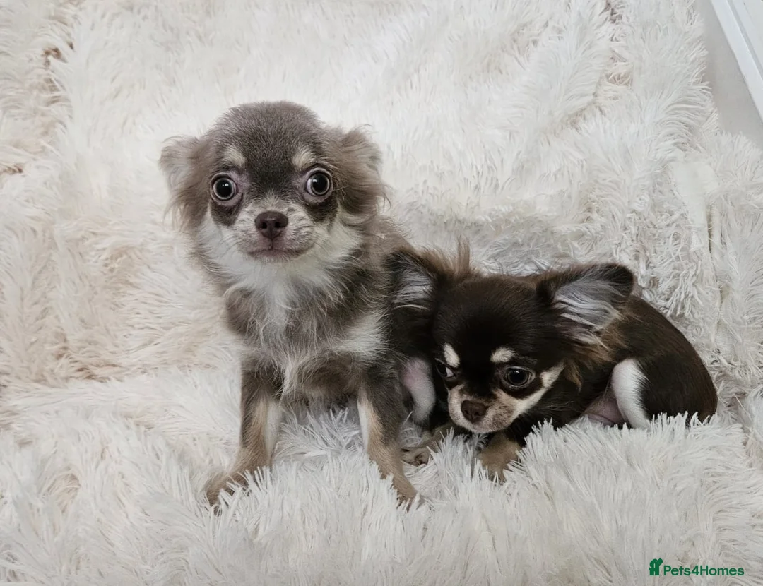 Chihuahua dogs for sale: Stunning long coat Russian girls.  - Advert 1