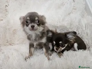 Chihuahua dogs Stunning long coat Russian girls. - Advert 3