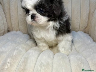 Shih Tzu dogs READY TO LEAVE - Imperial Shih Tzu puppies - Advert 4