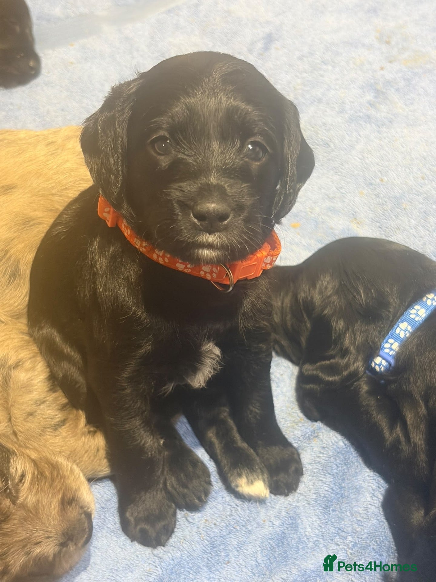 Labradoodle dogs Mini Labradoodles F1: Black & Blue Merle  - Advert 2