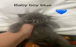 Persian cats for sale: EXCEPTIONAL LITTER PERSIAN EXOTIC KITTENS - Image 3