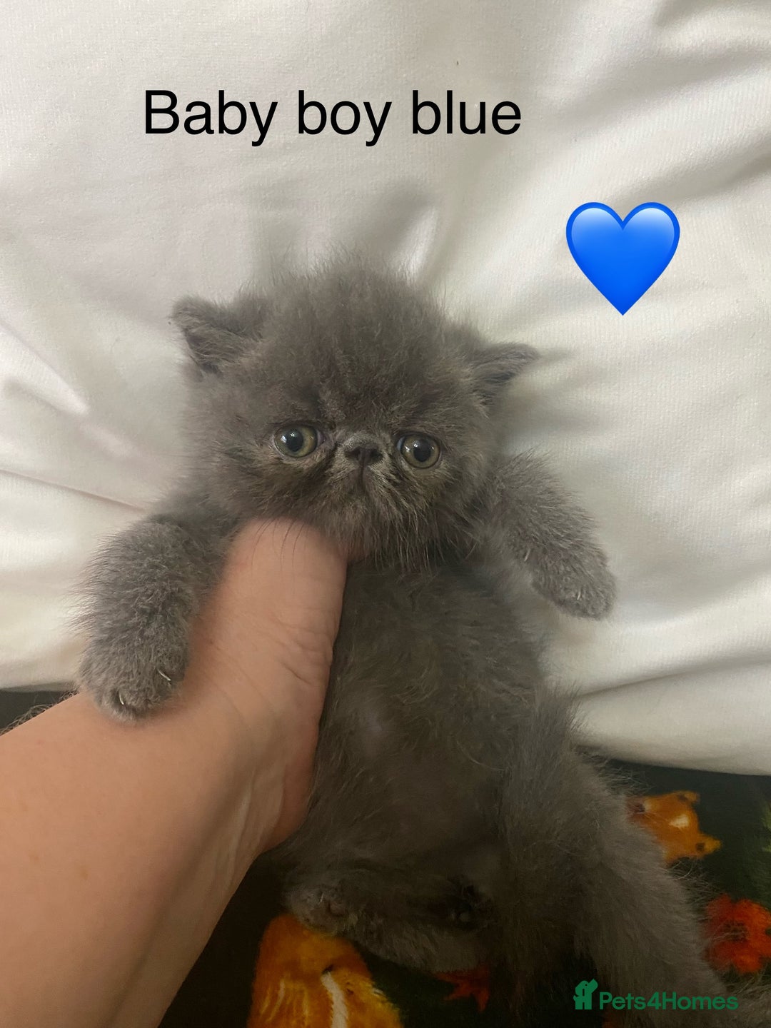 Persian cats for sale: EXCEPTIONAL LITTER PERSIAN EXOTIC KITTENS - Image 3
