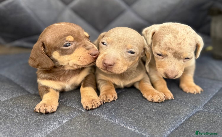 Miniature Dachshund dogs - Advert 7