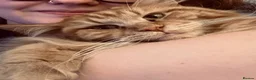 Maine Coon cats for sale: Ginger Female Adult Maine Coon - Advert 6