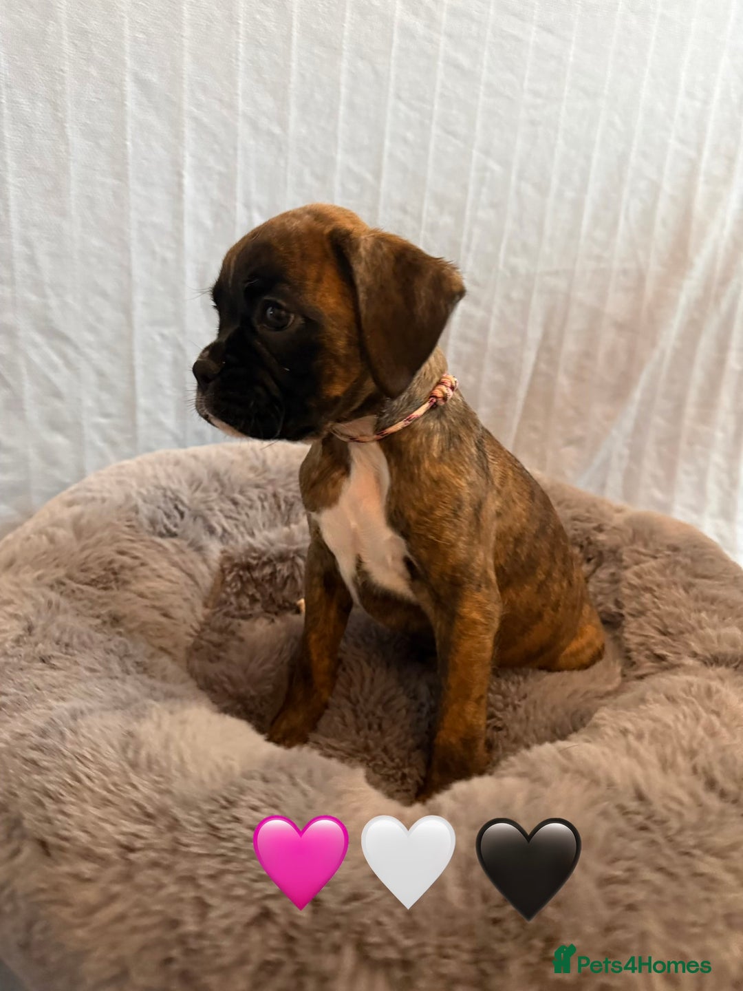 Boxer dogs for sale: 5 KC Reg Brindle Boxer Puppies. - Advert 7