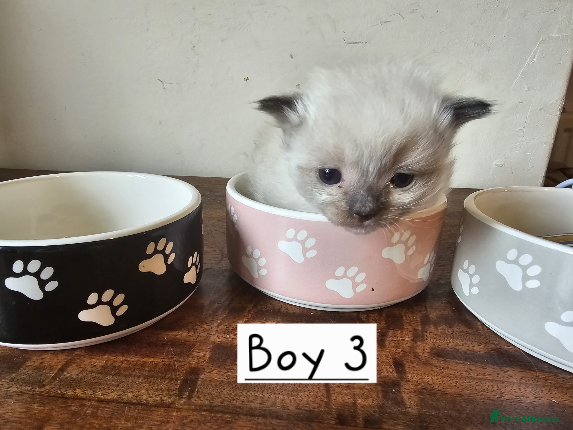 Ragdoll cats for sale: Beautiful Ragdoll Kittens  - Advert 7