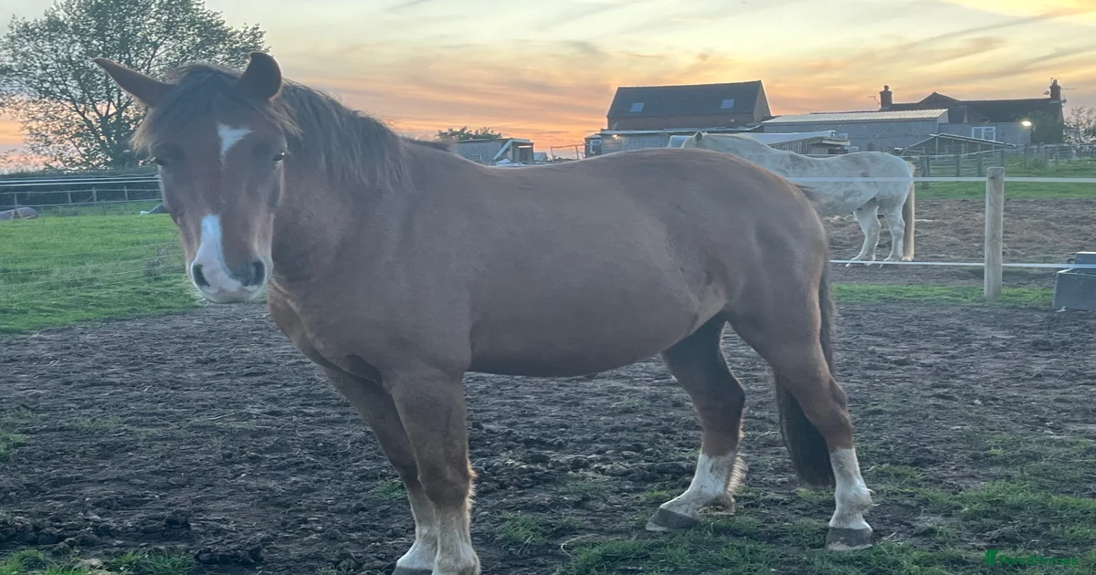 Horses for sale in Widnes, Halton | Pets4Homes
