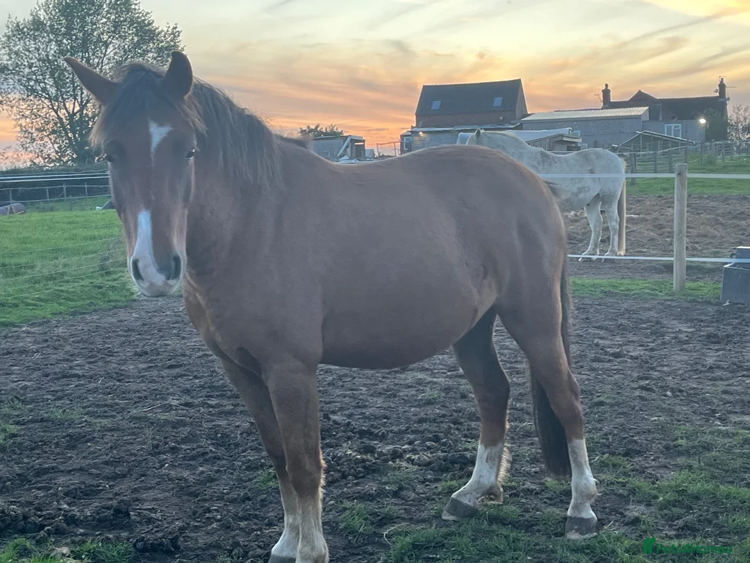 New Forest horses for sale: 13.1 new forest gelding  - Advert 1